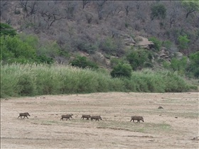 Hluhluwe-Umfolozi Park